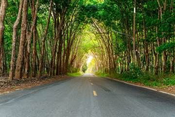 Para rubber tree, latex rubber plantation and tree rubber