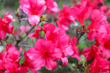 Pink flowers from the garden. 
