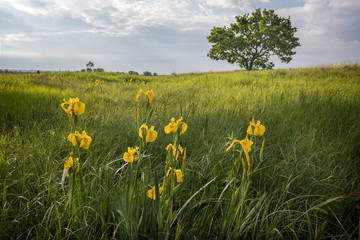 An early morning in the field.