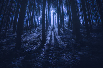 Obraz premium Majestic carpathian spruce forest at night