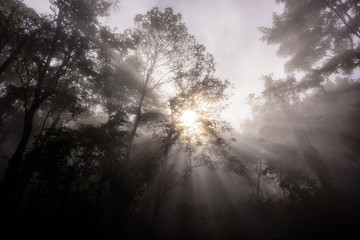 morning rays through  forest with mist