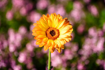 Beautiful sunflower glowing with natural bokeh