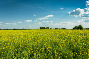 Obraz premium Yellow field of rapeseed, horizon and clouds on a blue sky