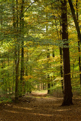 Fall in the forest. Trees and leaves. Fall colors Netherlands Beech