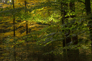 Fall in the forest. Trees and leaves. Fall colors Netherlands Beech