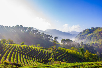 Beautiful sunrise scene at strawberry field terrace at doi angkhang , Located chiang mai ,...