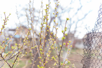 A branch of black currant bush with blooming leaves closeup. Young leaf. Sprig background