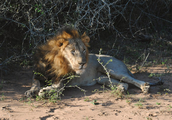 Male lion in South Africa