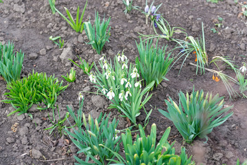Snowdrop spring flowers. Delicate snow drop flower one of spring symbols telling us winter is leaving & spring come. Fresh green white snowdrop growing in garden. March snowdrop flowers closeup macro