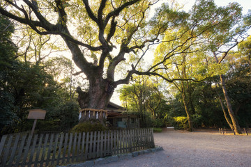 Obraz premium Big tree at Atsuta Jingu shrine, Nagoya