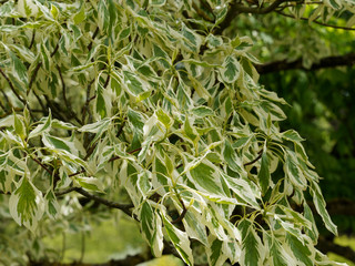 Obraz premium Wedding cake tree or giant dogwood. (Cornus controversa Variegata)