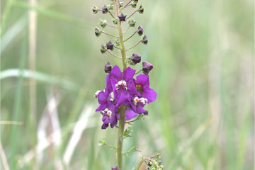Violette Königskerze