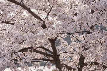 Peak bloom on the Cherry Blossom trees around the Tidal Basin during the 2019 Washington DC Cherry Blossom Festival in Pinks and whites