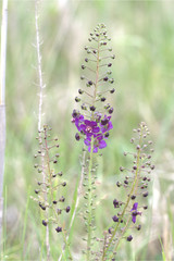 Violette Königskerze