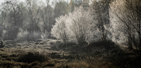 Winter in the forest IJhorst Netherlands. Frosty. Frozen. Heather