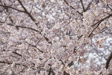 Peak bloom on the Cherry Blossom trees around the Tidal Basin during the 2019 Washington DC Cherry Blossom Festival in Pinks and whites