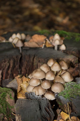  Beautiful mushrooms grow on the stump.