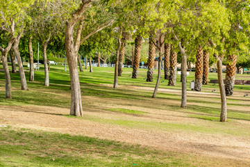 city square green park outdoor morning scenic landscape of trees and meadow space for walking and promenade
