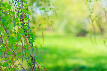 Spring Blossoms Tree Birch Young Green Leaves