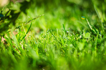 First Spring Grass City