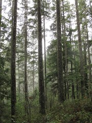 Pacific North West Forest