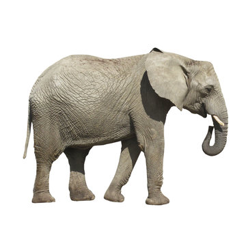 Big gray Elephant isolated on white background.