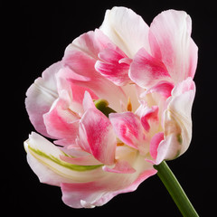 Single pink tulip with backlight on a dark background