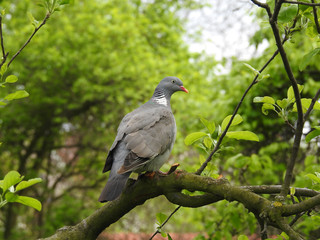  turtle-dove