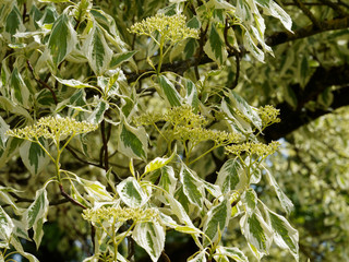 Cornus controversa 'Variegata'. Wedding cake tree or giant dogwood. Ornamental tree with beautiful layered horizontal branches, leaves with cream margins and cymes of white flowers.