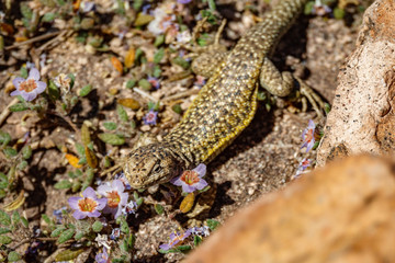Fototapeta premium Wall lizard of the desert closeup view