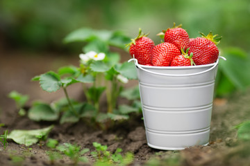 ripe strawberries in small bucket