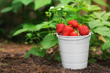 ripe strawberries in small bucket © alter_photo