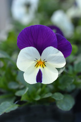 Wild pansy