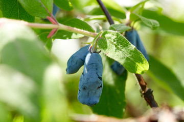 Bush of honeysuckle with berries