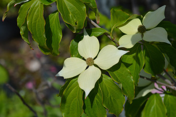 Flowering dogwood Teutonia