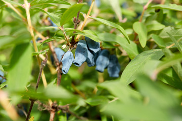 Bush of honeysuckle with berries