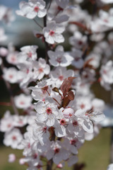 Purple-leaved Plum