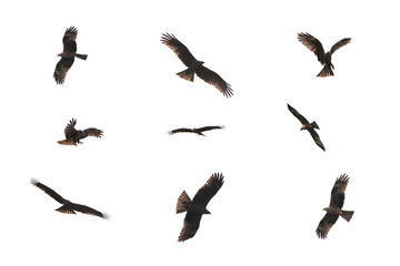Wild bird of kite isolated on white - Powered by Adobe