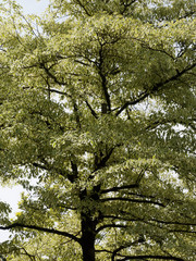 Obraz premium Wedding cake tree or giant dogwood. (Cornus controversa Variegata)