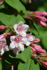 Japanese weigela