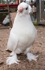 a curious young white dove standing on the ground