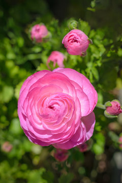 Ranunculus asiaticus Tecolote Pink (Persian buttercup)