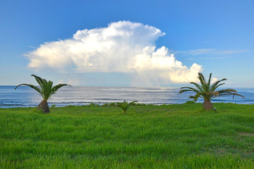 Obraz na płótnie Canvas Grecia, paesaggio con mare e palme.