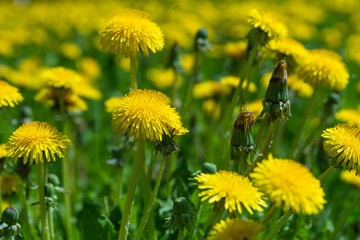 Yellow wild dandelions in a wild field, in the wonderful Sunny weather