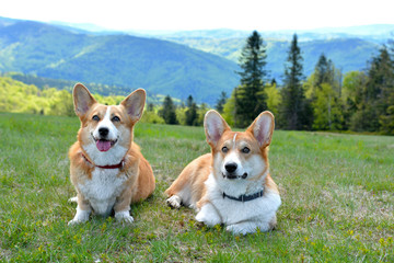 corgi w górach