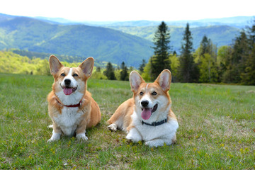 corgi w górach © Zuz