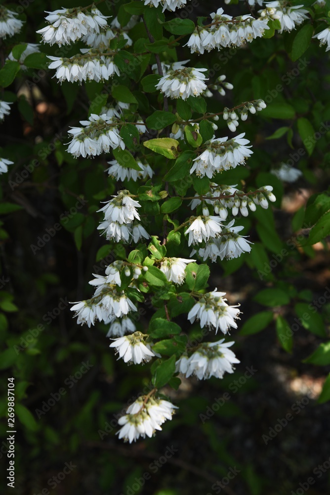 Wall mural Deutzia crenata flowers