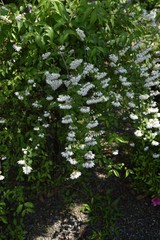 Deutzia crenata flowers