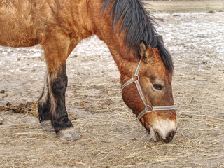 Detail of brown horse head in farm paddock
