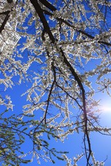 White flowers on the branches of an apple tree. Blue sky. Russia.